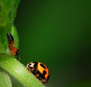 Ladybug_and_friend